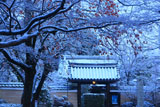 京都神光院 雪化粧の残柿と山門