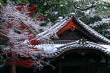 京都神光院 冬紅葉と中興堂