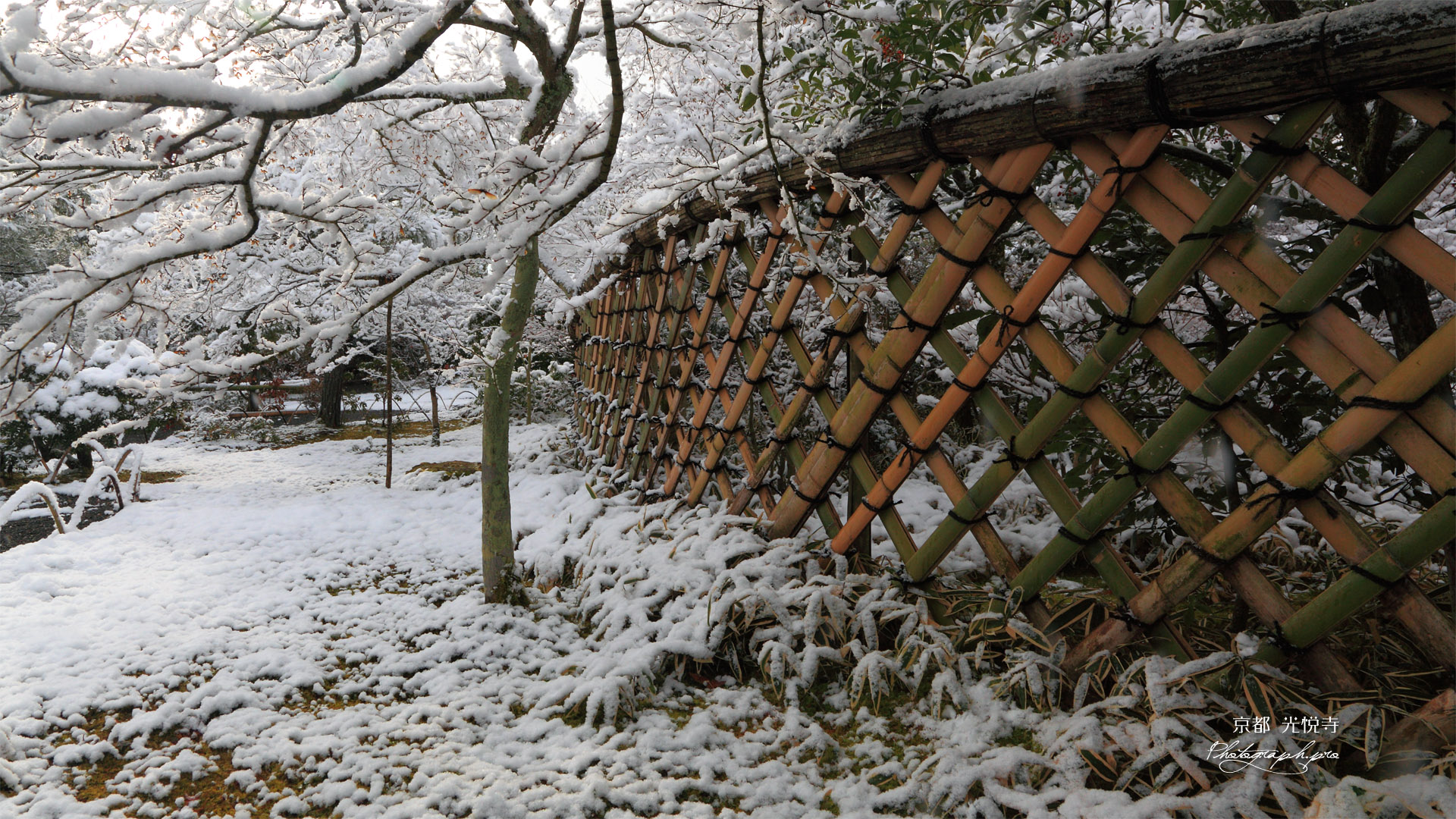 光悦寺 雪の花と光悦垣