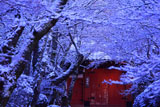 常照寺 雪中花と吉野門
