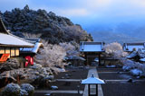 妙満寺 雪の花咲く境内