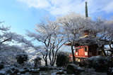 三明院 雪の花と多宝塔