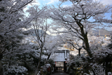 三明院 雪の花と山門