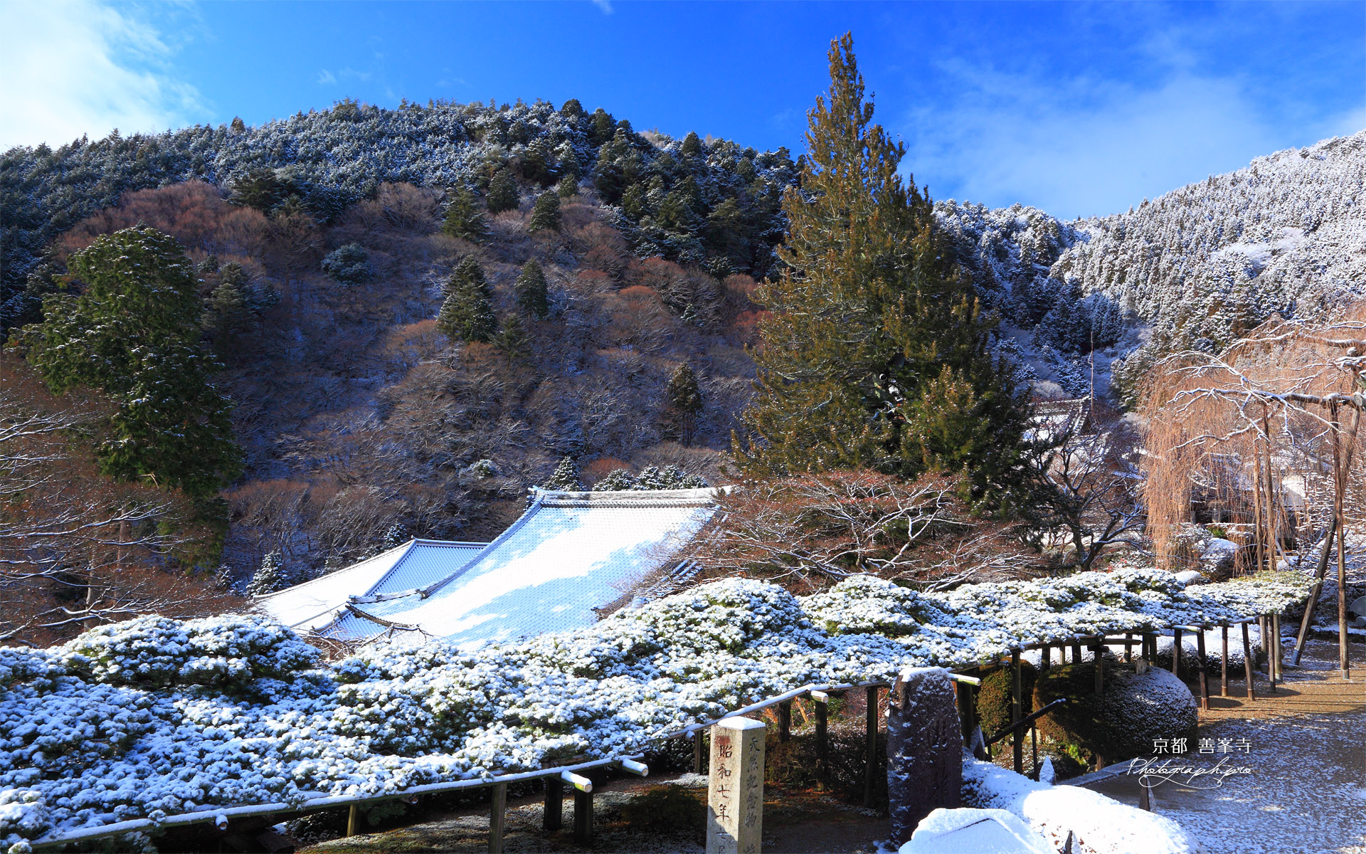 善峯寺 雪化粧の遊龍の松