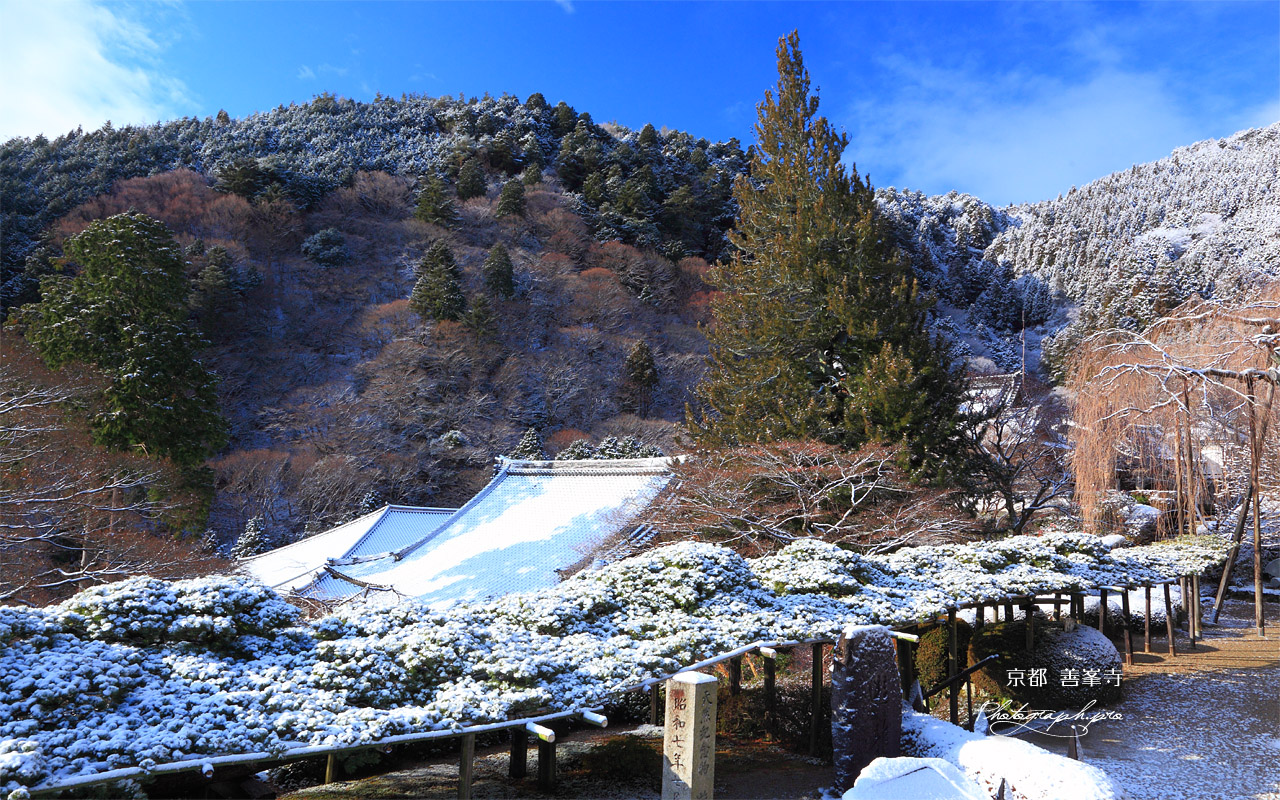 善峯寺 雪化粧の遊龍の松 壁紙