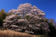 今水桜