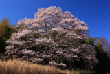 今水桜