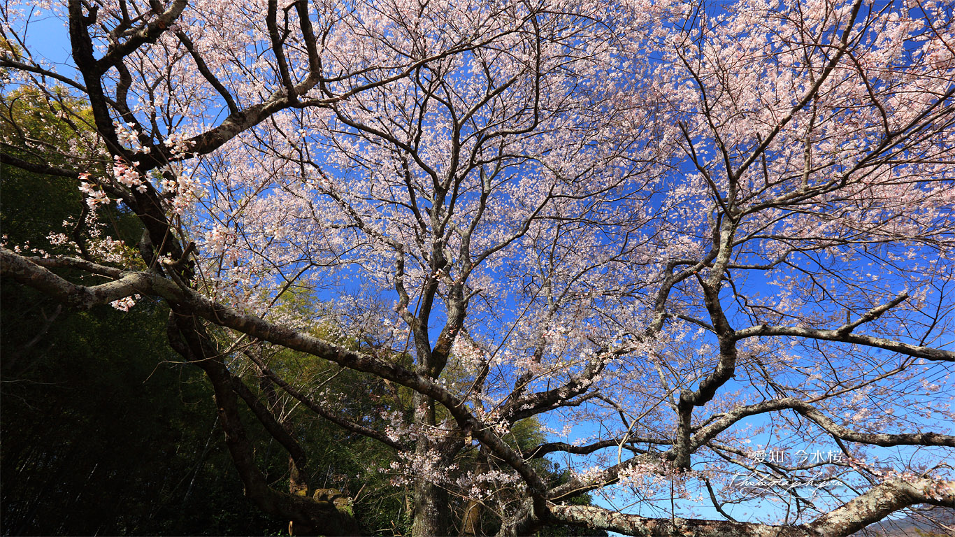 今水桜 壁紙