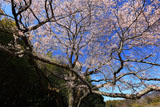 今水桜
