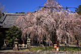 野依八幡社のシダレザクラ