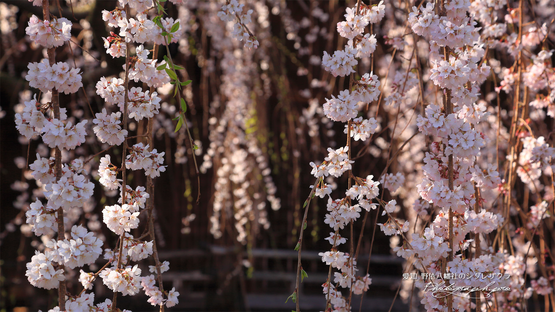 野依八幡社のシダレザクラ