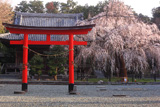 野依八幡社のシダレザクラ