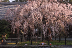 野依八幡社のシダレザクラ