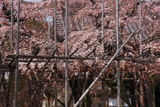 宿縁寺のシダレザクラ