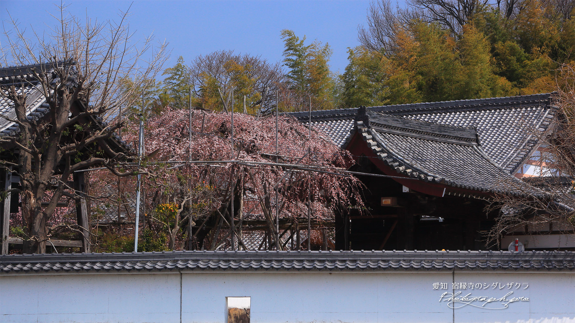 宿縁寺のシダレザクラ