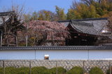 宿縁寺のシダレザクラ