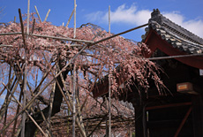 宿縁寺のシダレザクラ