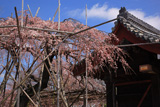 宿縁寺のシダレザクラ