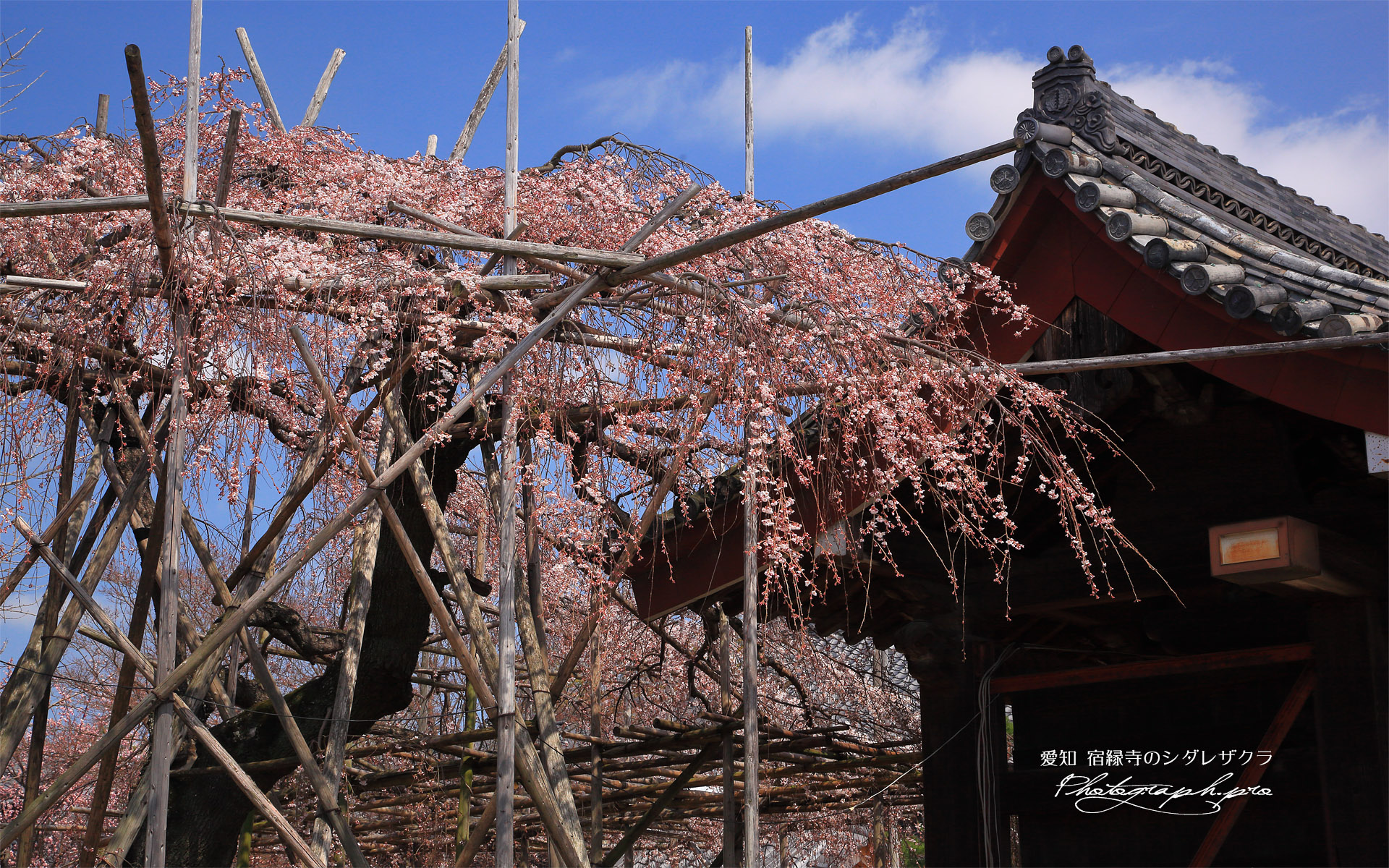 宿縁寺のシダレザクラ