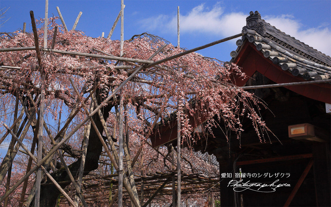 宿縁寺のシダレザクラ 壁紙