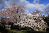 聖善寺のしだれ桜