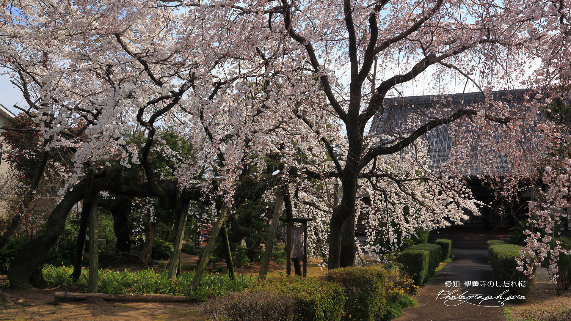 聖善寺のしだれ桜