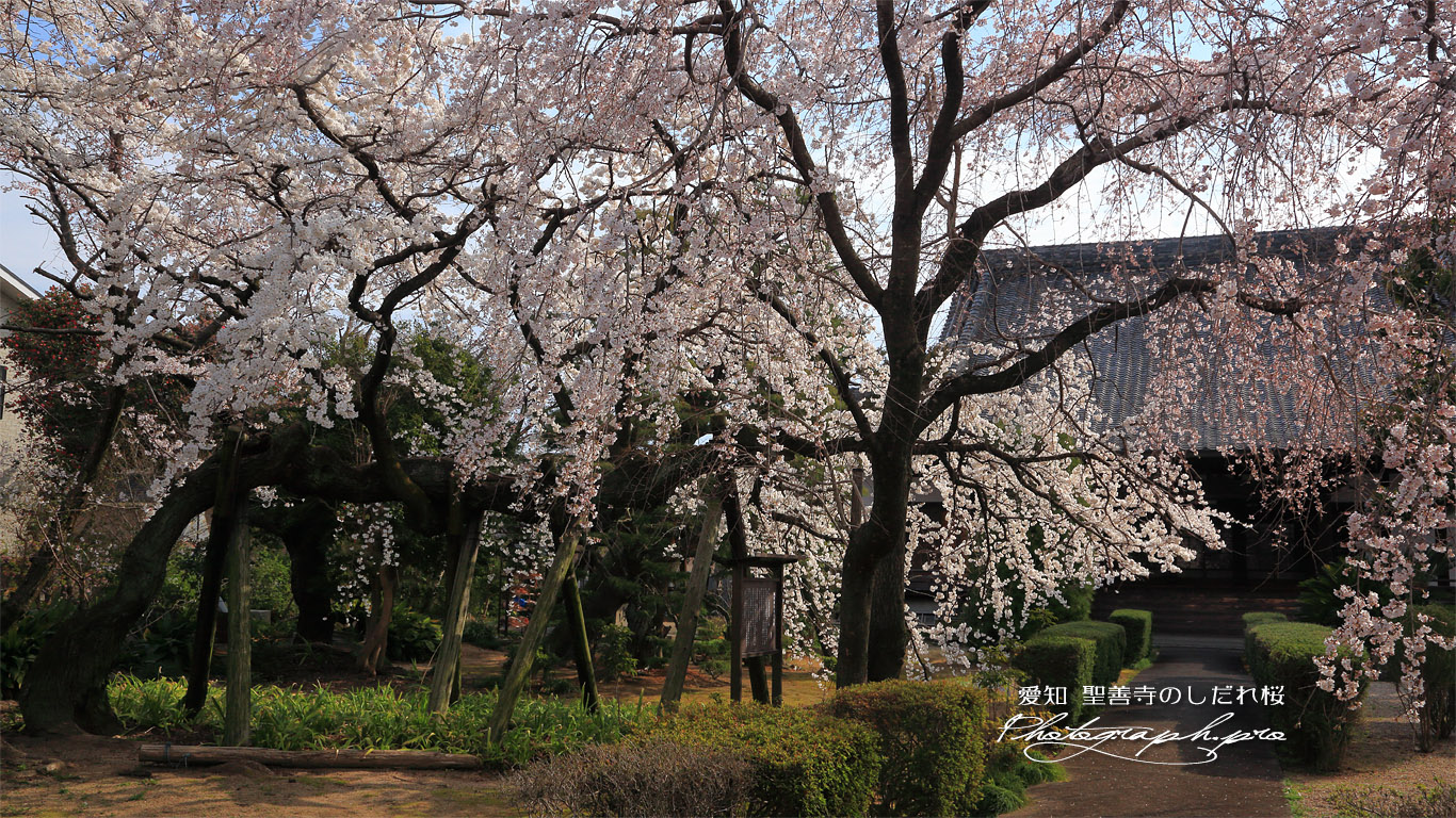 聖善寺のしだれ桜 壁紙