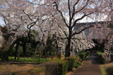 聖善寺のしだれ桜