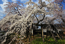 聖善寺のしだれ桜