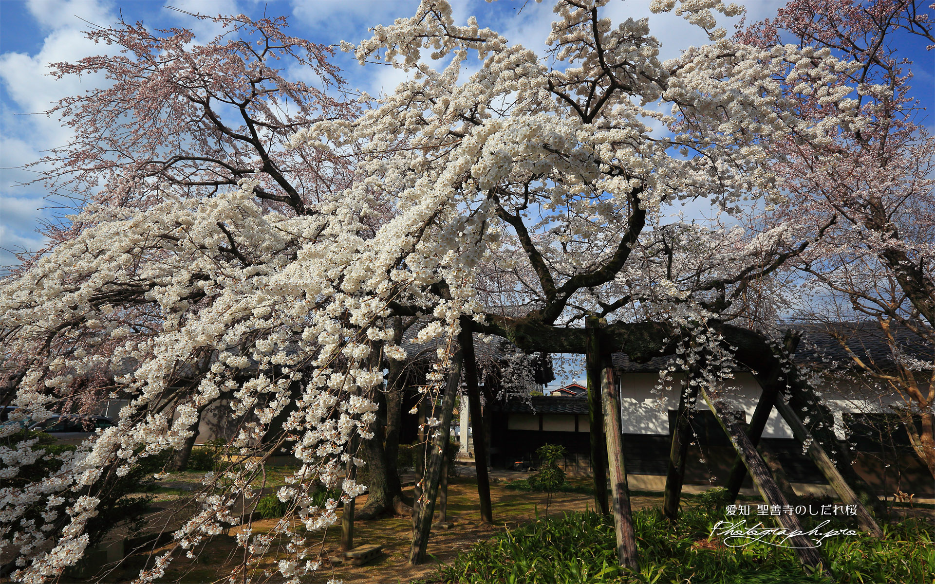 聖善寺のしだれ桜