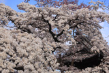 聖善寺のしだれ桜