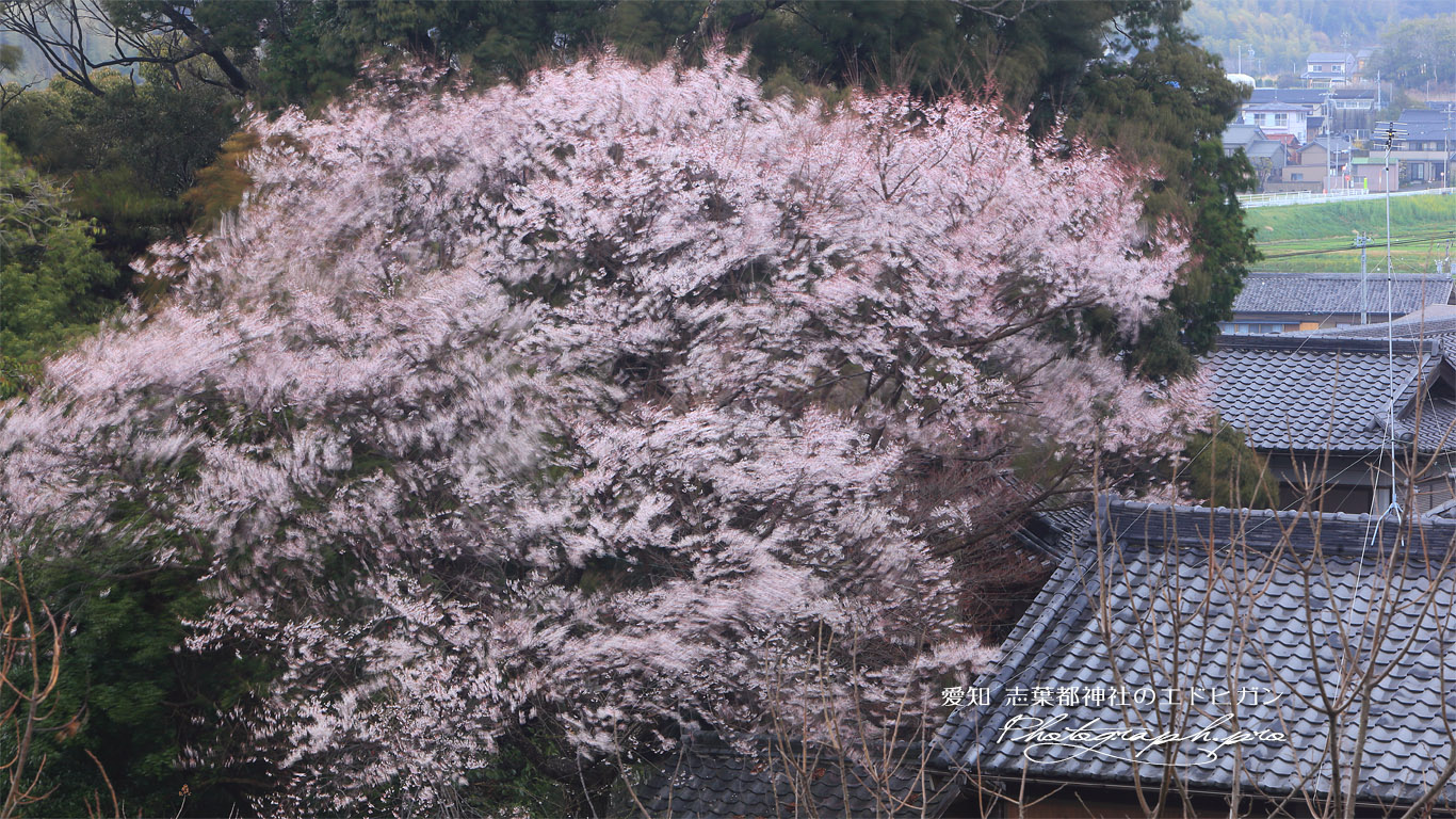 志葉都神社のエドヒガン 壁紙