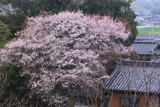 志葉都神社の江戸彼岸桜