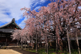 行福寺のシダレザクラ