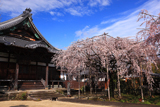 行福寺のしだれ桜
