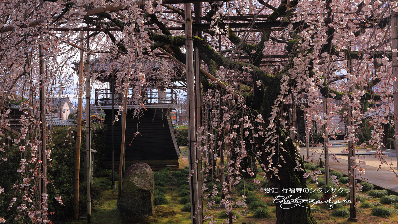 行福寺の枝垂桜 壁紙