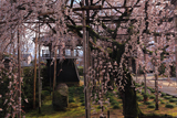 行福寺の枝垂桜