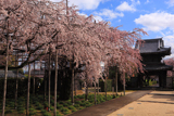 行福寺の枝垂れ桜