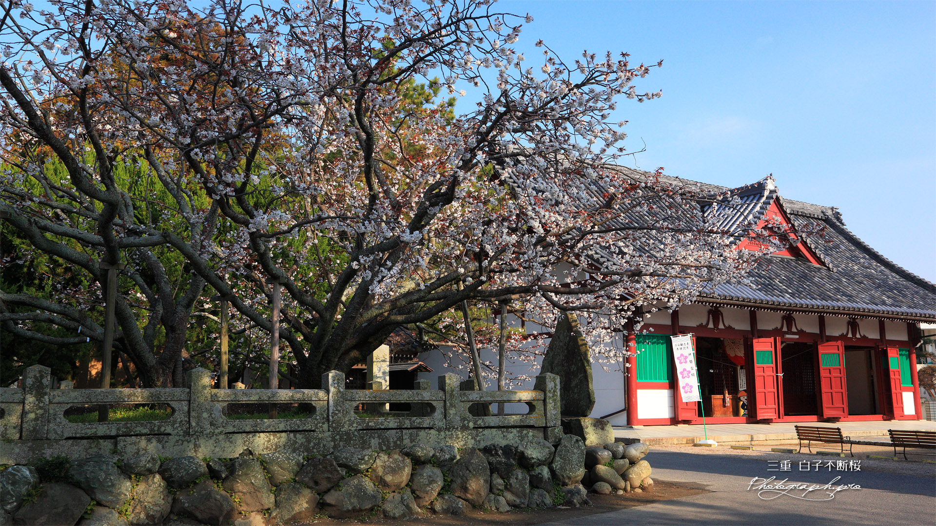 白子不断桜