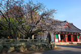白子不断桜