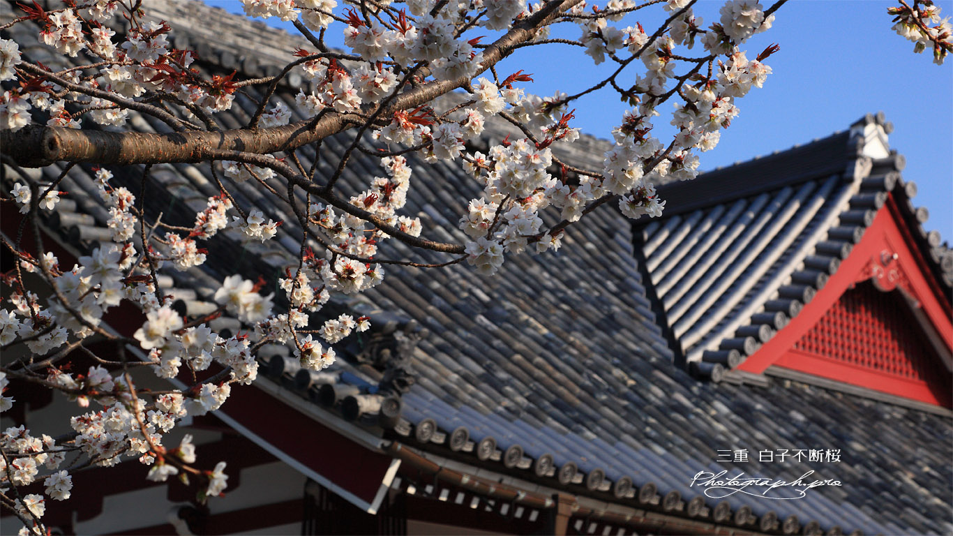 不断桜 壁紙