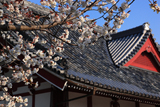 白子不断桜