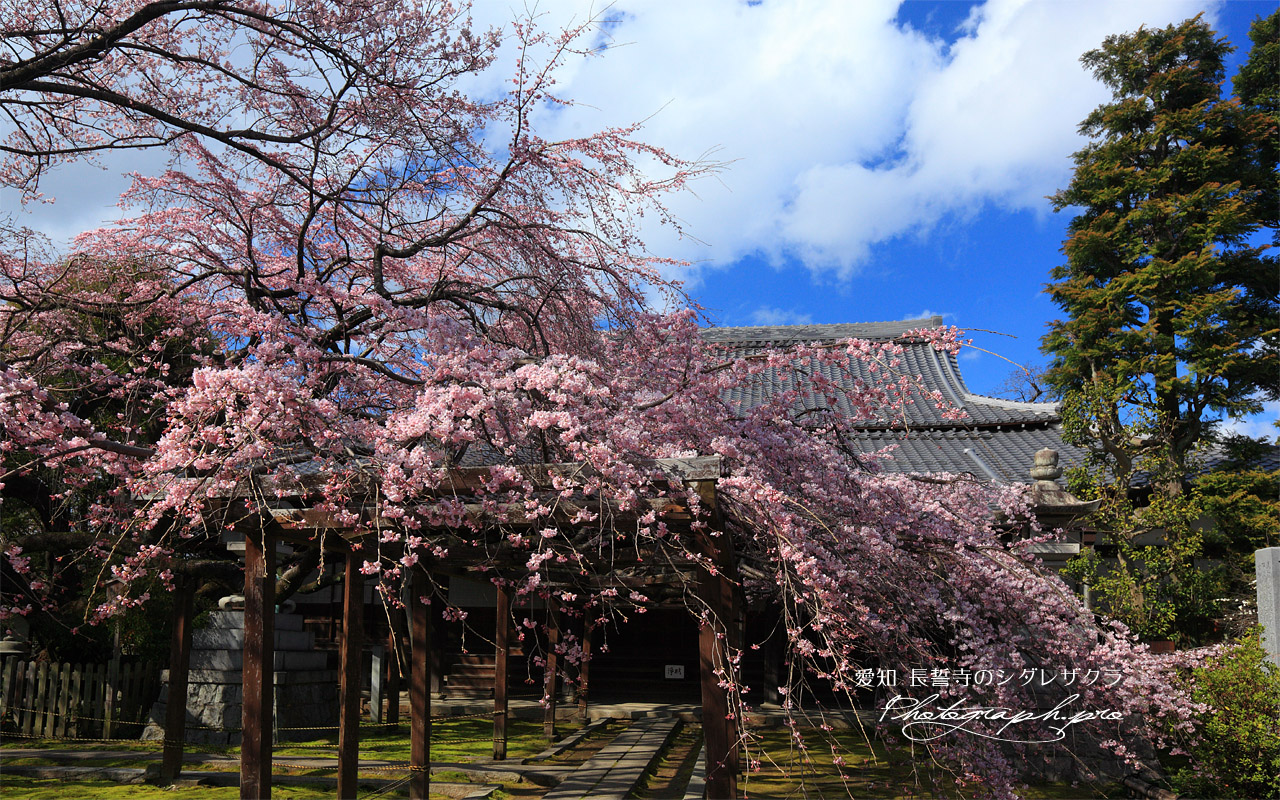 青空の長誓寺のシダレザクラ 壁紙