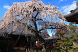 円明寺の枝垂れ桜