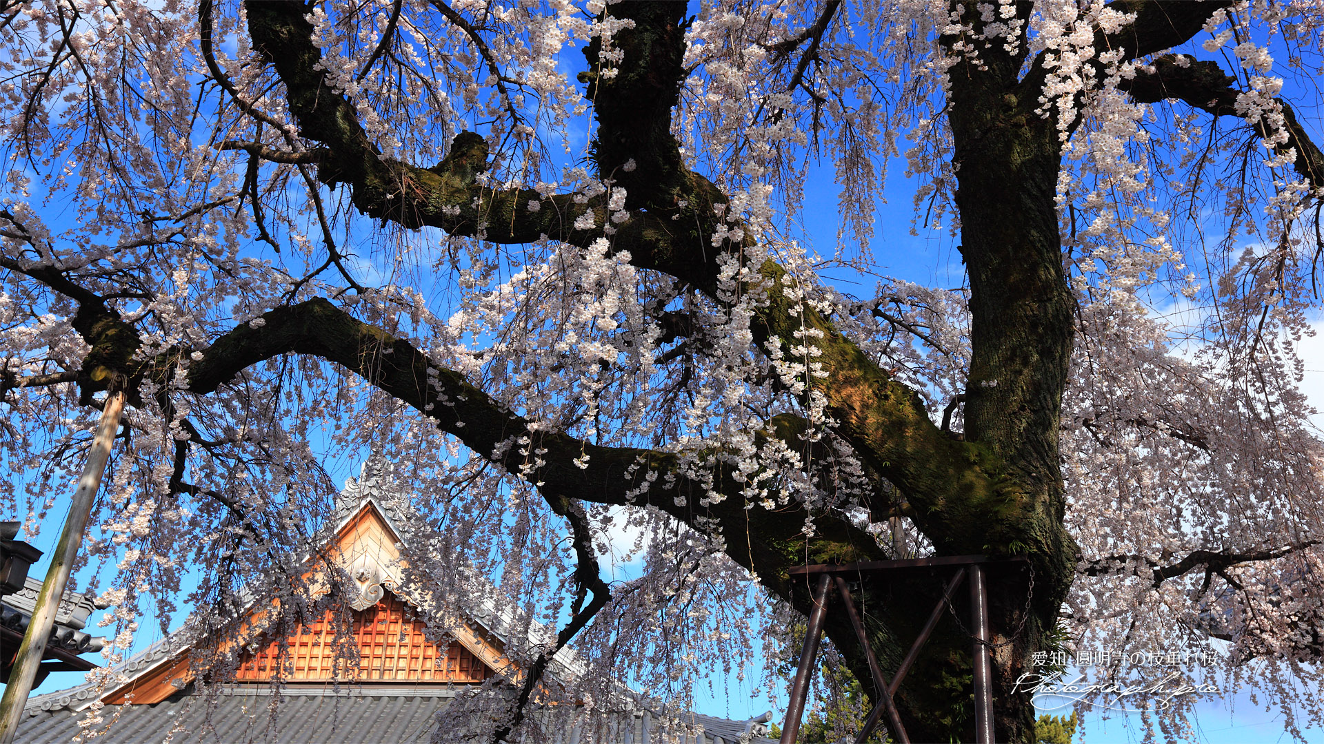 円明寺のしだれ桜