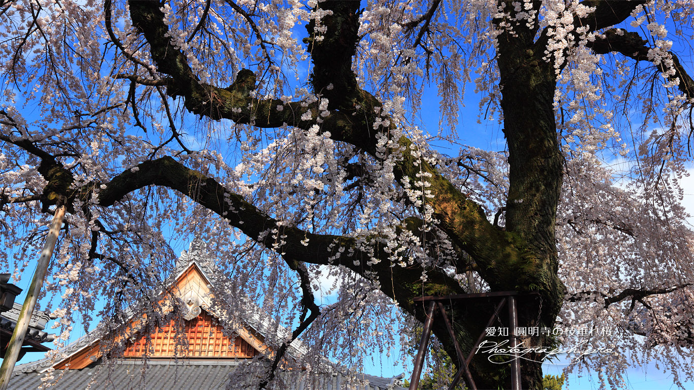 円明寺のしだれ桜 壁紙
