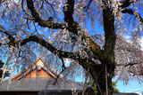 円明寺のしだれ桜