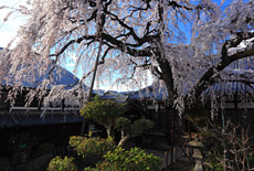 円明寺の枝垂れ桜