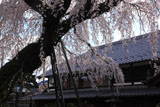 円明寺の枝垂桜
