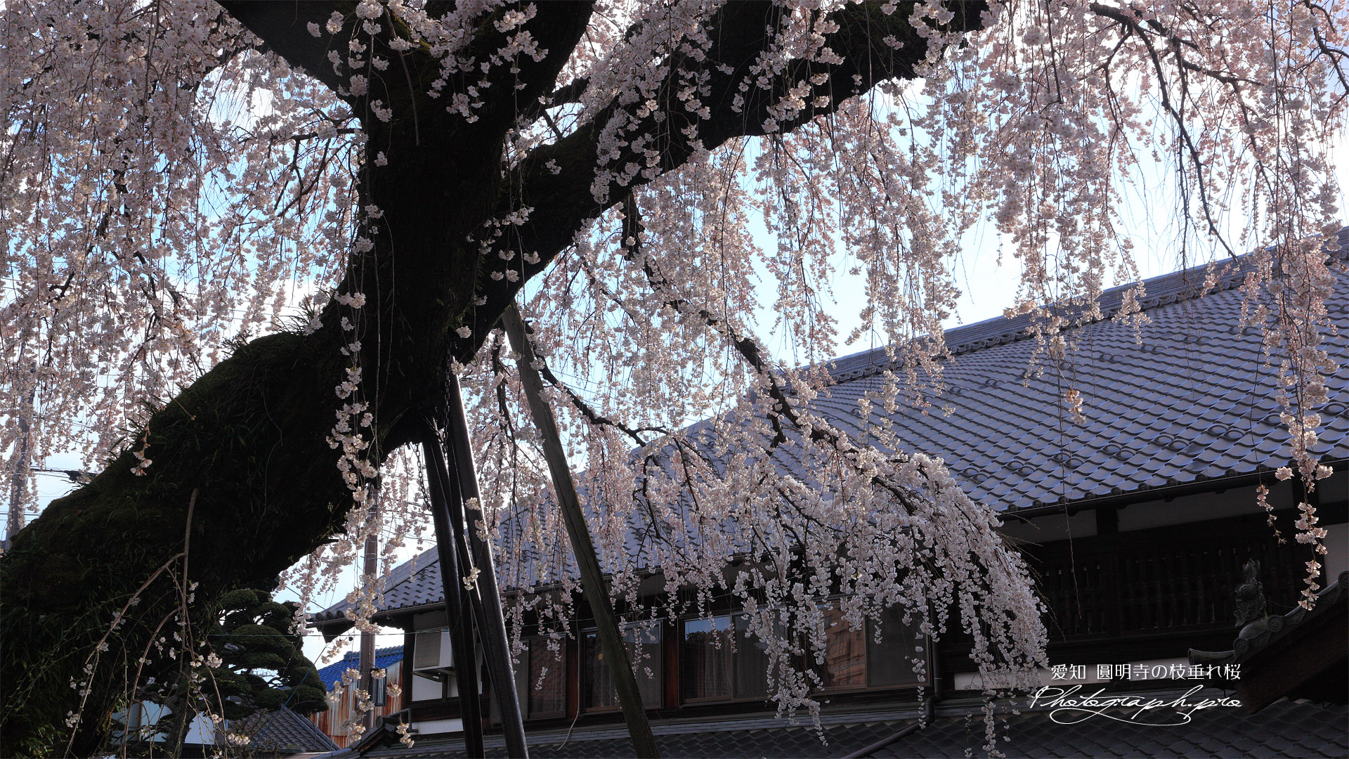 円明寺の枝垂桜